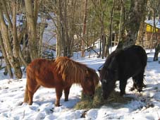 Les poneys vivent au pr toute l'anne