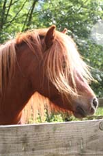 Orka poney shetland