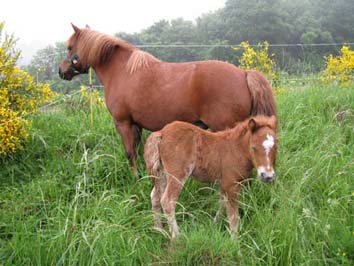 levagede poneys shetland : Pamela et Ubac