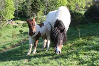 poneys shetland Rosana et Viking