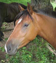 double poney Torpille (poney landais)