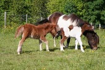 poneys shetland Mdiation, Sloti et Slopa