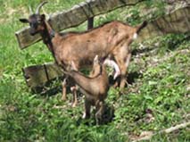 chèvre alpine chamoisée et ses petits